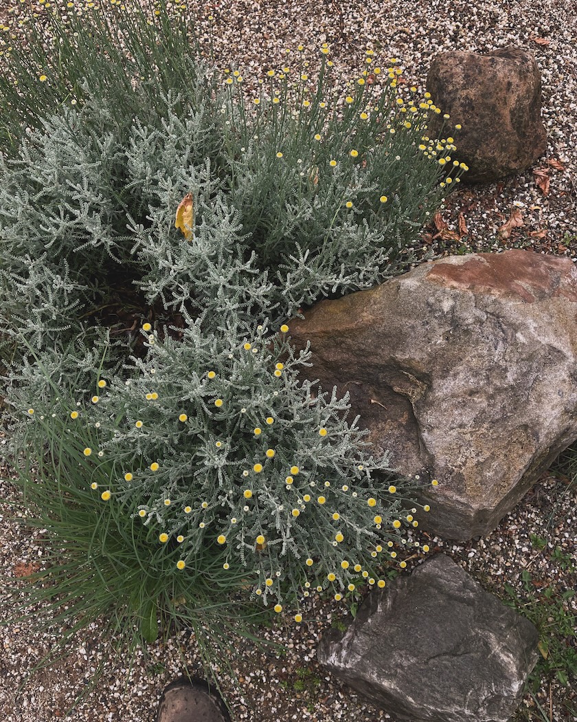 natuurlijke rotstuin